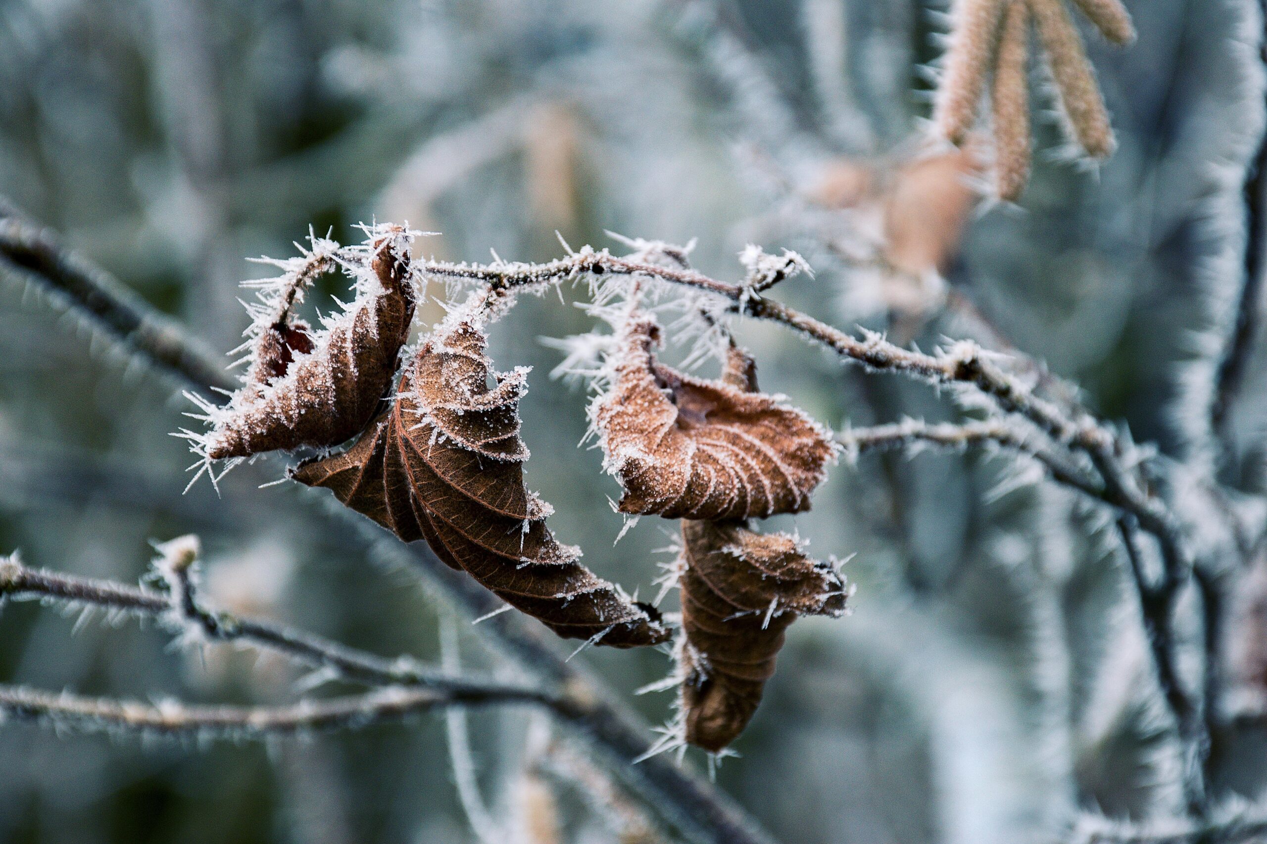 Close-up of frost-covered dead leaves, symbolizing emotional numbness and freeze response in the nervous system.