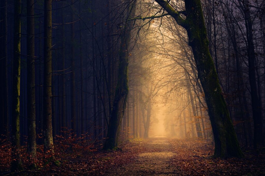 shadow work healing journals represented by light peaking through dark forest