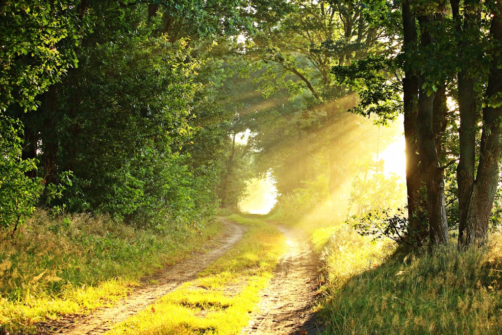 The listening room, an audio healing sanctuary represented by an in-between space represented by a clearing in the woods with light shining through