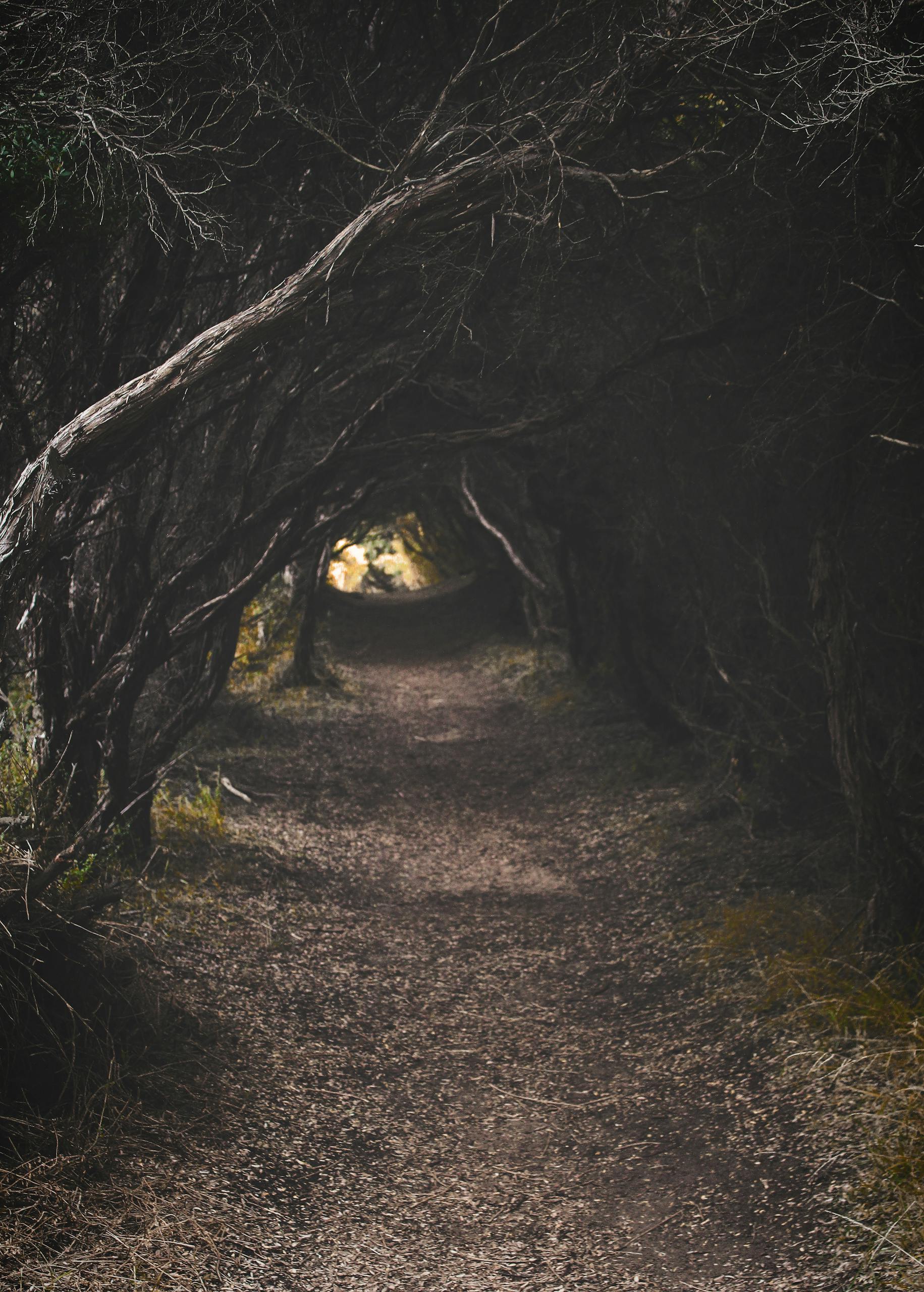 dark forest with small light at the end representing shadow work of the self