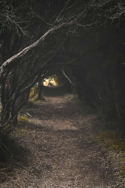 shady forest representing shadow self